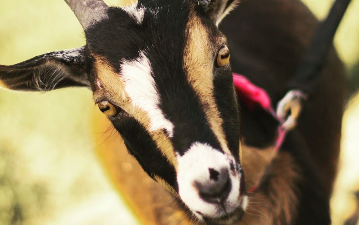 Shepperly Farm Petting Zoo