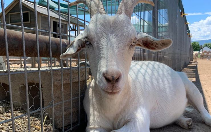 Shepperly Farm Petting Zoo 1